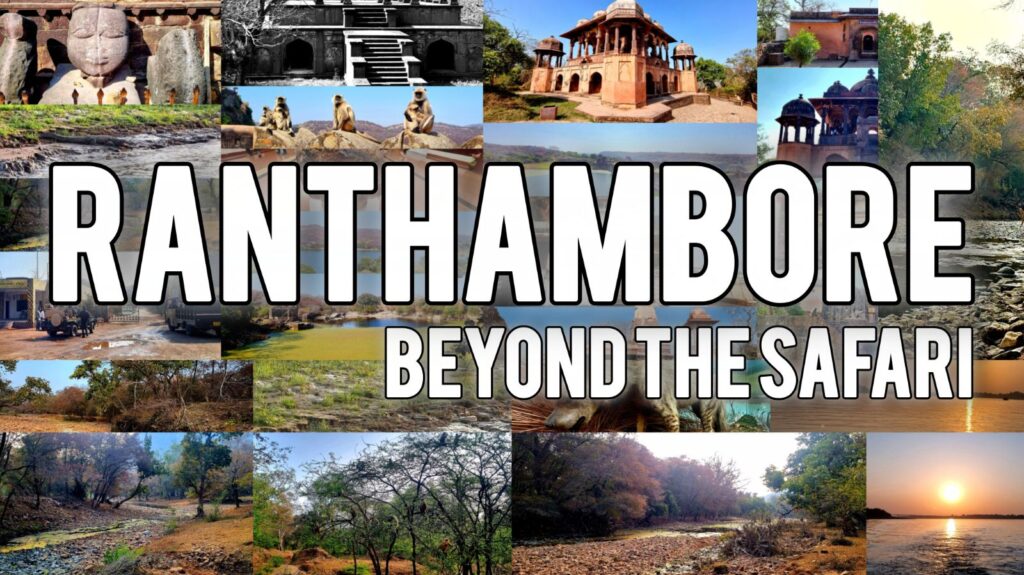 An Unplanned Beginning: From Cancelled Match to Ranthambore