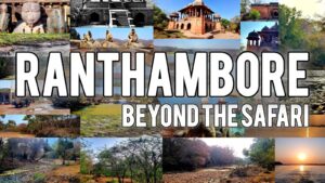An Unplanned Beginning: From Cancelled Match to Ranthambore
